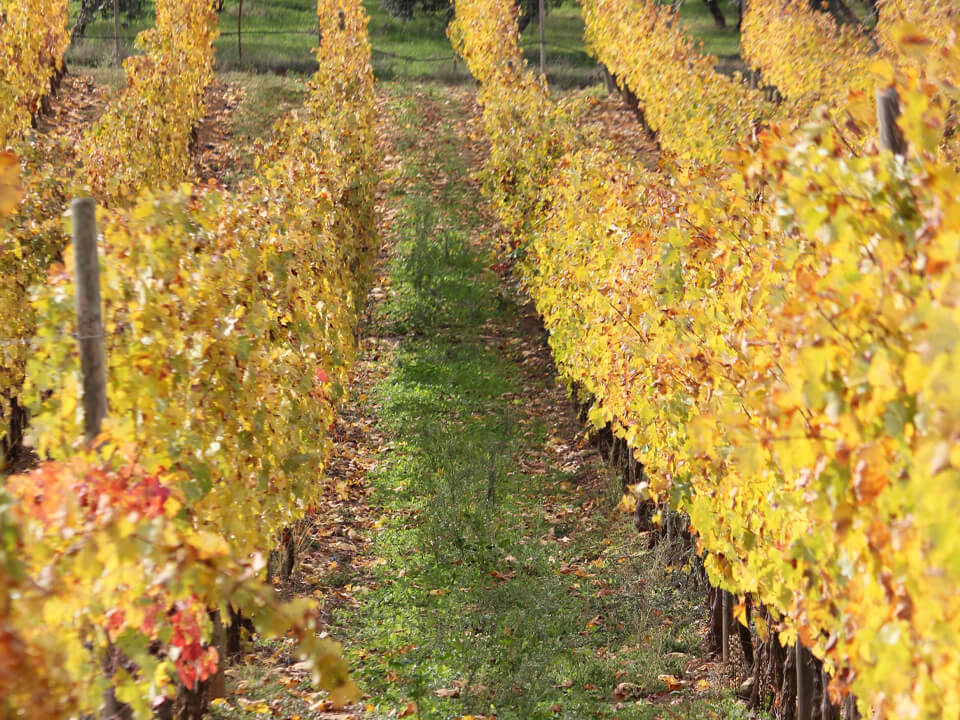 3-alma-degustacion-bodega-dona-felisa