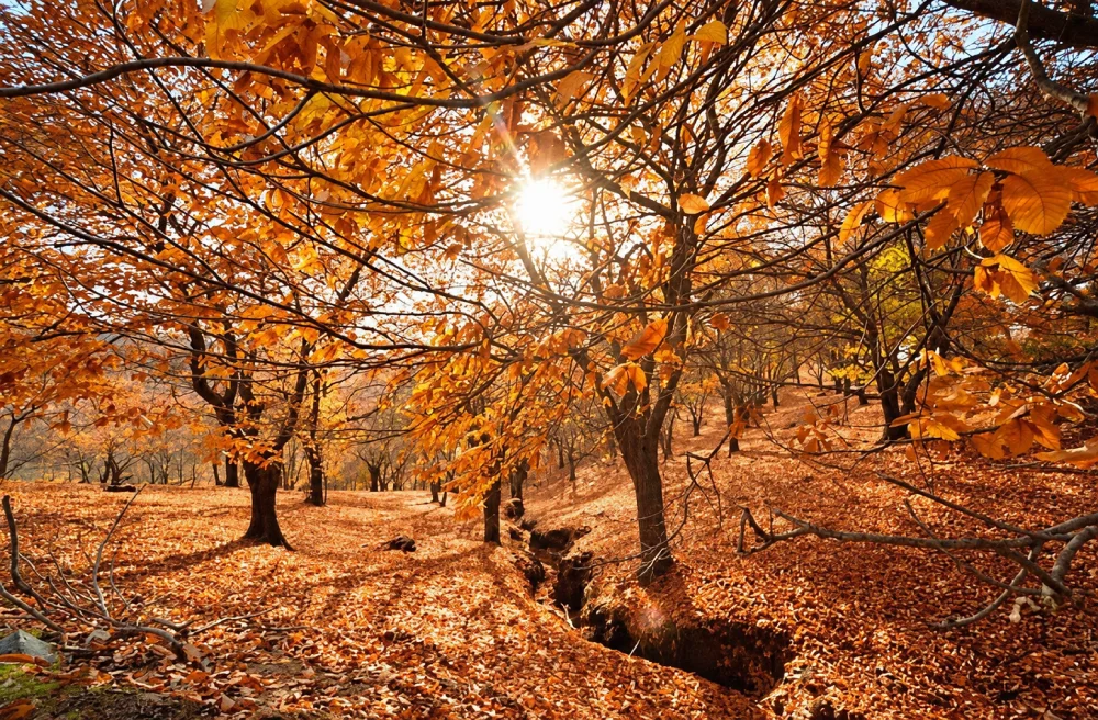 ver bosque de cobre en ronda