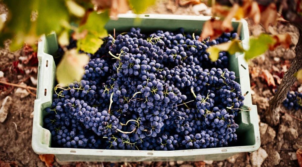la ruta del vino de ronda